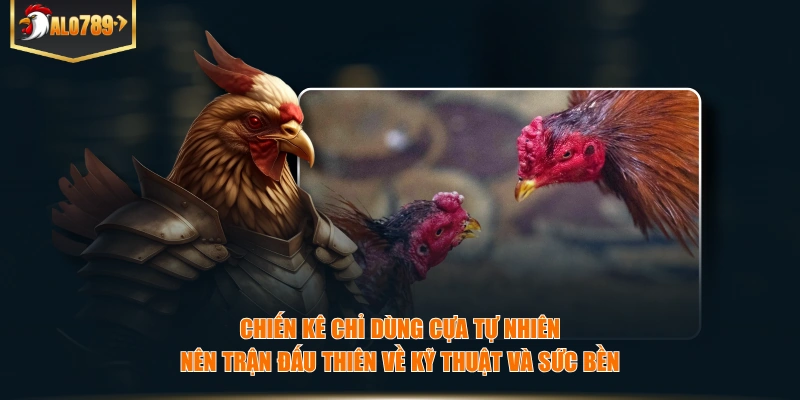 Chiến kê chỉ dùng cựa tự nhiên nên trận đấu thiên về kỹ thuật và sức bền