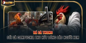 Đá gà Thomo