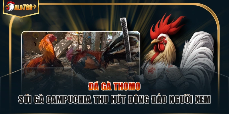Đá gà Thomo