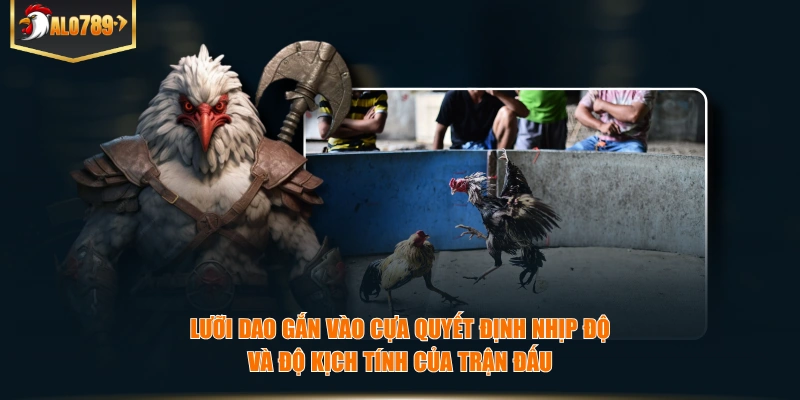 Đá Gà Cựa Dao – Cuộc Đối Đầu Nhanh, Gọn Và Đầy Kịch Tính Lưỡi dao gắn vào cựa quyết định nhịp độ và độ kịch tính của trận đấu