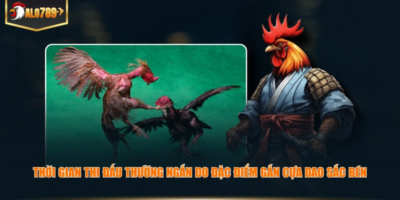 Thời gian thi đấu thường ngắn do đặc điểm gắn cựa dao sắc bén