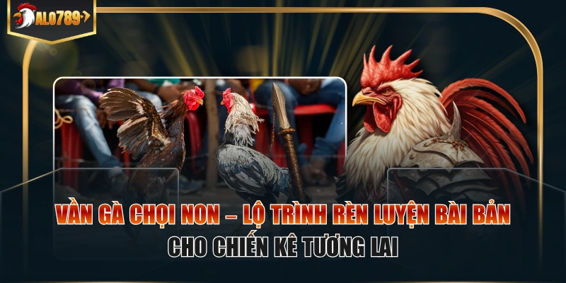 Vần gà chọi non